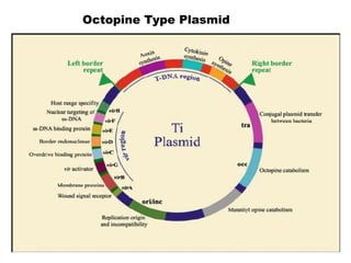 Octopine Type Plasmid
 