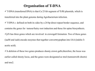 Organisation of T-DNA
 T-DNA (transferred DNA) is that Ca 23 kb segment of Ti/Ri plasmids, which is
transferred into the plant genome during Agrobacterium infection.
 T-DNA s defined on both its sides by a 24 bp direct repeat border sequence, and
contains the genes for tumour/hairy root induction and those for opine biosynthesis.
pTi has three genes which are involved in crowngall formation. Two of these genes
(iaaM and iaah) encode enzymes that together converttrypophan into IAA (indole-3-
acetic acid).
A deletion of these two genes produces shooty crown galls;therefore, the locus was
earlier called shooty locus, and the genes were designated as tmsl (tumourwith shoots)
and tms2.
 