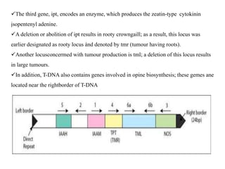 The third gene, ipt, encodes an enzyme, which produces the zeatin-type cytokinin
įsopentenyl adenine.
A deletion or abolition of ipt results in rooty crowngaill; as a result, this locus was
earlier designated as rooty locus ànd denoted by tmr (tumour having roots).
Another locusconcermed with tumour production is tml; a deletion of this locus results
in large tumours.
In addition, T-DNA also contains genes involved in opine biosynthesis; these gemes ane
located near the rightborder of T-DNA
 
