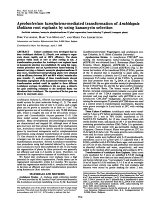 Proc. Natl. Acad. Sci. USA
Vol. 85, pp. 5536-5540, August 1988
Botany


Agrobacterium tumefaciens-mediated transformation of Arabidopsis
thaliana root explants by using kanamycin selection
     (herbicide resistance/neomycin phosphotransferase II/plant regeneration/tumor-inducing Ti plasmid/transgenic plants)
DIRK VALVEKENS, MARC VAN MONTAGU*, AND MIEKE VAN LIJSEBETTENS
Laboratorium voor Genetica, Rijksuniversiteit Gent, B-9000 Ghent, Belgium
Contributed by Marc Van Montagu, April 5, 1988

ABSTRACT          Culture conditions were developed that in-                        (Landbouwuniversiteit Wageningen); and Arabidopsis eco-
duce Arabidopsis thaliana (L.) Heynh. root cuttings to regen-                       type Columbia, by G. Rddei (Columbia University).
erate shoots rapidly and at 100% efficiency. The shoots                               Agrobacterium Strains. A. tumefaciens C58ClRifR con-
produce viable seeds in vitro or after rooting in soil. A                           taining the nononcogenic tumor-inducing Ti plasmid
transformation procedure for Arabidopsis root explants based                        pGSFR1161 was obtained from J. Botterman (Plant Genetic
on kanamycin selection was established. By using this regen-                        Systems, Ghent, Belgium). pGSFR1161 is a cointegrate
eration procedure and an Agrobacterium tumor-inducing Ti                            vector between pGV2260 (11) and pGSFR161 (Fig. 1). Be-
plasmid carrying a chimeric neomycin phosphotransferase II                          tween the borders of the transferred DNA (T-DNA; portion
gene (neo), transformed seed-producing plants were obtained                         of the Ti plasmid that is transferred to plant cells), the
with an efficiency between 20% and 80% within 3 months after                        construct contains a chimeric bar (13) and neo gene (from
gene transfer. F1 seedlings of these transformants showed                           transposon TnS) under control of the T-DNA TR promoter
Mendelian segregation of the kanamycin-resistance trait. The                        (the dual promoter from the TR-DNA of an octopine Ti
transformation method could be applied to three different                           plasmid) (14); the neo gene encodes neomycin phosphotrans-
Arabidopsis ecotypes. In addition to the neo gene, a chimeric                       ferase II (NeoPTase II), and the bar gene confers resistance
bar gene conferring resistance to the herbicide Basta was                           to the herbicide Basta. The binary vector pCLH88 (C.
introduced into Arabidopsis. The expression of the bar gene was                     Bowler, personal communication) contains a neo gene under
shown by enzymatic assay.                                                           the control of the T-DNA nopaline synthase gene (nos)
                                                                                    promoter and was used together with pGV2260 in an A.
Arabidopsis thaliana (L.) Heynh. has many advantages as a                           tumefaciens C58ClRifR background. Agrobacterium con-
model system for plant molecular biology (1, 2). The small                          taining the nononcogenic Ti plasmid pGV2260 alone was used
plant has a generation time of only 4-6 weeks, and a single                         as a control strain in transformation experiments. Bacteria
plant can be grown to maturity on as little as 1 cm2. The                           were grown overnight in Luria broth at 280C with swirling
haploid genome size of Arabidopsis is only 70,000 kilobases                         (200 rpm).
(kb), which is roughly the size of the Drosophila melano-                              Tissue Culture Conditions. Arabidopsis seeds were vernal-
gaster and Caenorhabditis elegans genomes (3-5). Like                               ized for 7 days at 40C before germination. Seeds were surface-
these model animal systems, Arabidopsis has excellent                               sterilized for 2 min in 70% EtOH, transferred to 5%
                                                                                    NaOCI/0.5% NaDodSO4 for 15 min, rinsed five times with
genetics. Many developmental and physiological mutations                            sterile distilled water, and placed on 150 x 25 mm Petri dishes
are characterized and mapped (6), although most of these                            containing germination medium (GM) (Table 1) to germinate.
gene loci have not been cloned. Because of its small genome                         Petri dishes were sealed with gas-permeable medical tape
size, Arabidopsis should be ideally suited for cloning such                         (Urgopore, Chenove France). Plants were grown at 220C in a
genes by insertional mutagenesis and/or complementation                             16-hr light/8-hr dark cycle. The same growth-room conditions
experiments using shotgun transformation of cosmid clones                           were used for tissue culture procedures.
(7). One obstacle in the development of these gene-cloning                             All plant media were buffered with 2-(N-morpholino)eth-
strategies was the lack of a rapid and efficient Arabidopsis-                       anesulfonic acid at 0.5 g/liter (pH 5.7; adjusted with 1 M
transformation procedure. Several Arabidopsis-transforma-                           KOH), solidified with 0.8% Difco Bacto agar, and autoclaved
tion procedures using leaf material infected by Agrobacte-                          at 121'C for 15 min. Hormones and antibiotics were dissolved
rium tumefaciens have been published (8-10). In our hands                           in dimethyl sulfoxide and water, respectively, and were
the regeneration of plants by these protocols was generally                         added to the medium after autoclaving and cooling to 65TC.
not efficient and took 4-5 months or more. Therefore, we                               Transformation of Arabidopsis Root Explants. Intact roots
examined the regenerative response of Arabidopsis roots.                            were incubated for 3 days on solidified 0.5/0.05 mediup
   We found that Arabidopsis root explants have a high                              (Table 1). Roots were then cut into small pieces of about 0.5
potential for rapid shoot regeneration. Fertile plants can be                       cm (herein referred to as "root explants") and transferred to
regenerated reproducibly within 2-3 months. We incorpo-                             10 ml of liquid 0.5/0.05 medium; 0.5-1.0 ml of an overnight
rated this regeneration method with A. tumefaciens infection                        Agrobacterium culture was added. The root explants and
to develop an efficient and rapid transformation procedure                          bacteria were mixed by gentle shaking for about 2 min.
using kanamycin (Km) selection.
              MATERIALS AND METHODS                                                 Abbreviations: PAcTase, phosphinothricin acetyltransferase; NeoP-
                                                                                    Tase II, neomycin phosphotransferase II; Km, kanamycin; Kms and
   Arabidopsis Strains. A. thaliana seeds collection number                         KmR, Km sensitive and resistant; 2,4-D, 2,4-dichlorophenoxyacetic
C24 were provided by M. Jacobs (Vrije Universiteit Brussels);                       acid; T-DNA, portion of the Ti plasmid that is transferred to plant
the Arabidopsis ecotype Landsberg erecta, by M. Koornneef                           cells; TR promoter, dual promoter from the TR-DNA of an octopine
                                                                                    Ti plasmid; GM, germination medium; CIM, callus-inducing me-
                                                                                    dium; SIM, shoot-inducing medium.
The publication costs of this article were defrayed in part by page charge          *To whom reprint requests should be addressed at: Laboratorium
payment. This article must therefore be hereby marked "advertisement"                voor Genetica, Rijksuniversiteit Gent, K.L. Ledeganckstraat 35,
in accordance with 18 U.S.C. §1734 solely to indicate this fact.                     B-9000 Ghent, Belgium.
                                                                             5536
 