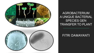 AGROBACTERIUM
A UNIQUE BACTERIAL
SPECIES GEN
TRANSFER TO PLANT
FITRI DAMAYANTI
 