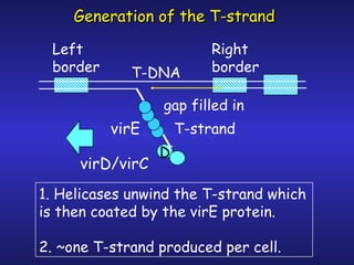 Dna Vire Problem Agrobacterium CM | PPT