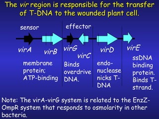 Dna Vire Problem Agrobacterium CM | PPT