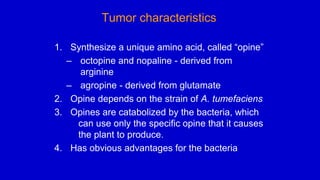 Tumor characteristics
1. Synthesize a unique amino acid, called “opine”
– octopine and nopaline - derived from
arginine
– agropine - derived from glutamate
2. Opine depends on the strain of A. tumefaciens
3. Opines are catabolized by the bacteria, which
can use only the specific opine that it causes
the plant to produce.
4. Has obvious advantages for the bacteria
 