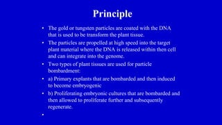 Principle
• The gold or tungsten particles are coated with the DNA
that is used to be transform the plant tissue.
• The particles are propelled at high speed into the target
plant material where the DNA is released within then cell
and can integrate into the genome.
• Two types of plant tissues are used for particle
bombardment:
• a) Primary explants that are bombarded and then induced
to become embryogenic
• b) Proliferating embryonic cultures that are bombarded and
then allowed to proliferate further and subsequently
regenerate.
•
 