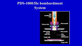 PDS-1000/He bombardment
System
 