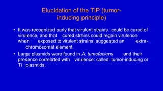 Elucidation of the TIP (tumor-
inducing principle)
• It was recognized early that virulent strains could be cured of
virulence, and that cured strains could regain virulence
when exposed to virulent strains; suggested an extra-
chromosomal element.
• Large plasmids were found in A. tumefaciens and their
presence correlated with virulence: called tumor-inducing or
Ti plasmids.
 
