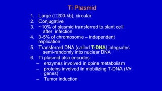 Ti Plasmid
1. Large ( 200-kb), circular
2. Conjugative
3. ~10% of plasmid transferred to plant cell
after infection
4. 3-5% of chromosome – independent
replication
5. Transferred DNA (called T-DNA) integrates
semi-randomly into nuclear DNA
6. Ti plasmid also encodes:
– enzymes involved in opine metabolism
– proteins involved in mobilizing T-DNA (Vir
genes)
– Tumor induction
 