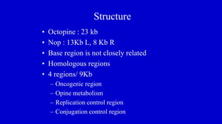 Structure
• Octopine : 23 kb
• Nop : 13Kb L, 8 Kb R
• Base region is not closely related
• Homologous regions
• 4 regions/ 9Kb
– Oncogenic region
– Opine metabolism
– Replication control region
– Conjugation control region
 