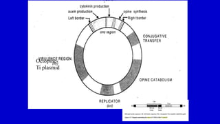 Octopine-
Ti plasmid
 