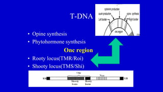 T-DNA
• Opine synthesis
• Phytohormone synthesis
Onc region
• Rooty locus(TMR/Roi)
• Shooty locus(TMS/Shi)
 