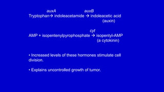 auxA auxB
Tryptophan indoleacetamide  indoleacetic acid
(auxin)
cyt
AMP + isopentenylpyrophosphate  isopentyl-AMP
(a cytokinin)
• Increased levels of these hormones stimulate cell
division.
• Explains uncontrolled growth of tumor.
 