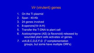 Vir (virulent) genes
1. On the Ti plasmid
2. Span : 40-Kb
3. 24 genes involved
4. 8-operons(Vir A-H)
5. Transfer the T-DNA to plant cell
6. Acetosyringone (AS) (a flavonoid) released by
wounded plant cells activates vir genes.
7. virA,B,C,D,E,F,G (7 complementation
groups, but some have multiple ORFs)
 
