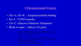 Chromosomal Genes
• Chv A, Chv B, : Exopolysacchride binding
• Psc A : T-DNA transfer
• Chv E : Glucose/ Galactose Transporter
• Binds to sugar – induces Vir genes
https://www.indiabix.com/biotechnology/gene-
transfer-in-plants/011006
https://www.mcqbiology.com/2012/11/mcq-on-
biotechnology-gene-
transfer.html#.X736Ks0zZPY
 