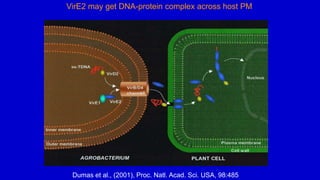 VirE2 may get DNA-protein complex across host PM
Dumas et al., (2001), Proc. Natl. Acad. Sci. USA, 98:485
 