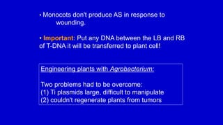 • Monocots don't produce AS in response to
wounding.
• Important: Put any DNA between the LB and RB
of T-DNA it will be transferred to plant cell!
Engineering plants with Agrobacterium:
Two problems had to be overcome:
(1) Ti plasmids large, difficult to manipulate
(2) couldn't regenerate plants from tumors
 
