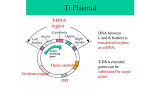 Ti Plasmid
Tumor-
producing
genes
Virulence region
Opine catabolism
ORI
T-DNA
region
DNA between
L and R borders is
transferred to plant
as ssDNA;
T-DNA encoded
genes can be
substituted by target
genes
 