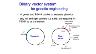 Binary vector system
 