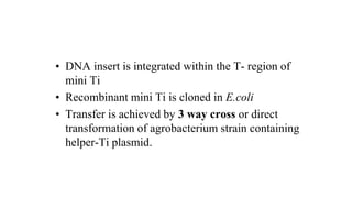 • DNA insert is integrated within the T- region of
mini Ti
• Recombinant mini Ti is cloned in E.coli
• Transfer is achieved by 3 way cross or direct
transformation of agrobacterium strain containing
helper-Ti plasmid.
 