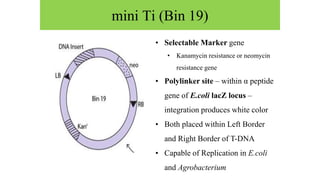 mini Ti (Bin 19)
• Selectable Marker gene
• Kanamycin resistance or neomycin
resistance gene
• Polylinker site – within α peptide
gene of E.coli lacZ locus –
integration produces white color
• Both placed within Left Border
and Right Border of T-DNA
• Capable of Replication in E.coli
and Agrobacterium
 
