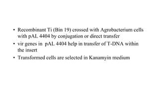 • Recombinant Ti (Bin 19) crossed with Agrobacterium cells
with pAL 4404 by conjugation or direct transfer
• vir genes in pAL 4404 help in transfer of T-DNA within
the insert
• Transformed cells are selected in Kanamyin medium
 