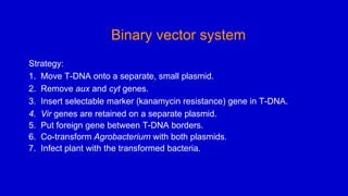 Binary vector system
Strategy:
1. Move T-DNA onto a separate, small plasmid.
2. Remove aux and cyt genes.
3. Insert selectable marker (kanamycin resistance) gene in T-DNA.
4. Vir genes are retained on a separate plasmid.
5. Put foreign gene between T-DNA borders.
6. Co-transform Agrobacterium with both plasmids.
7. Infect plant with the transformed bacteria.
 