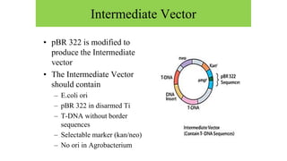 Intermediate Vector
• pBR 322 is modified to
produce the Intermediate
vector
• The Intermediate Vector
should contain
– E.coli ori
– pBR 322 in disarmed Ti
– T-DNA without border
sequences
– Selectable marker (kan/neo)
– No ori in Agrobacterium
 