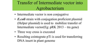 • Intermediate vector is non conjugative
• E.coli strain with conjugation proficient plasmid
(Helper plasmid) is used to mobilize transfer of
Intermediate vector(Eg: pRK 2013 – tra gene)
• Three way cross is executed
• Resulting cointegrate pTi is used for transferring
DNA insert in plant genome
Transfer of Intermediate vector into
Agrobacterium
 