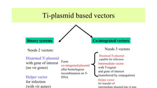 Ti-plasmid based vectors
Binary systems Co-integrated vectors
Needs 2 vectors: Needs 3 vectors
Disarmed Ti plasmid
with gene of interest
(no vir genes)
Helper vector
for infection
(with vir genes)
Disarmed Ti plasmid
capable for infection
Intermediate vector
with T-region
and gene of interest
(transferred by conjugation)
Form
co-integrated plasmid
after homologous
recombination on T-
DNA
Helper vector
for transfer of
intermediate plasmid into A.tum
 