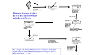 Making a transgenic plant
by leaf disc transformation
with Agrobacterium.
S.J. Clough, A.F. Bent (1998) Floral dip: a simplified method for
Agrobacterium-mediated transformation of Arabidopsis thaliana.
Plant Journal 16, 735–743.
 
