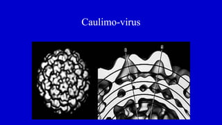 Caulimo-virus
 