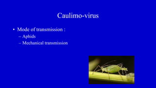 Caulimo-virus
• Mode of transmission :
– Aphids
– Mechanical transmission
 