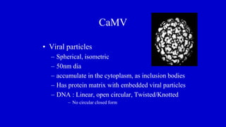 CaMV
• Viral particles
– Spherical, isometric
– 50nm dia
– accumulate in the cytoplasm, as inclusion bodies
– Has protein matrix with embedded viral particles
– DNA : Linear, open circular, Twisted/Knotted
– No circular closed form
 
