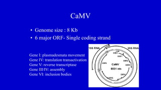 CaMV
• Genome size : 8 Kb
• 6 major ORF- Single coding strand
Gene I: plasmadesmata movement
Gene IV: translation transactivation
Gene V: reverse transcriptase
Gene III/IV: assembly
Gene VI: inclusion bodies
 