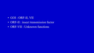 • GOI : ORF-II, VII
• ORF-II : insect transmission factor
• ORF-VII : Unknown functions
 