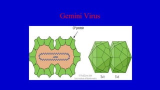 Gemini Virus
 