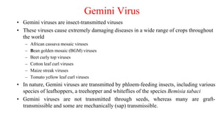 Gemini Virus
• Gemini viruses are insect-transmitted viruses
• These viruses cause extremely damaging diseases in a wide range of crops throughout
the world
– African cassava mosaic viruses
– Bean golden mosaic (BGM) viruses
– Beet curly top viruses
– Cotton leaf curl viruses
– Maize streak viruses
– Tomato yellow leaf curl viruses
• In nature, Gemini viruses are transmitted by phloem-feeding insects, including various
species of leafhoppers, a treehopper and whiteflies of the species Bemisia tabaci
• Gemini viruses are not transmitted through seeds, whereas many are graft-
transmissible and some are mechanically (sap) transmissible.
 
