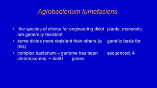 Agrobacterium tumefaciens
• the species of choice for engineering dicot plants; monocots
are generally resistant
• some dicots more resistant than others (a genetic basis for
this)
• complex bacterium – genome has been sequenced; 4
chromosomes; ~ 5500 genes
 