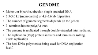 GENOME
• Mono-, or bipartite, circular, single stranded DNA
• 2.5-3.0 kb (monopartite) or 4.8-5.6 kb (bipartite).
• The number of genome segments depends on the genera.
• 3' terminus has no poly(A) tract.
• The genome is replicated through double-stranded intermediates.
• The replication (Rep) protein initiates and terminates rolling
circle replication
• The host DNA polymerase being used for DNA replication
itself.
 