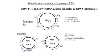 Gemini viruses: smallest viral genome ~2.7 kb
WDV, TGV and MSV: ssDNA genome replicates as dsDNA intermediate
V1
V2
C1
C2
WDV
AV1
TGMV
DNA A
AC1
AC2
AC3
TGMV
DNA B
BV1
BV1
Monopart
ite
Bipartite
V2: capsid protein
V1: systemic spread
C1 and C2: replication
AC1: replication
AV1: Coat protein
AC2: transactivation of sense genes
AC3: delayed or attenuated symptoms
BC1 and BV1: spread
 