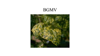 BGMV
 