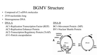 BGMV Structure
• Composed of 2 ssDNA molecules
• 2510 nucleotides long
• Heterogeneous DNA
• DNA-A DNA-B
AC1-Replication Transcription Factor (REP) BC1-Movement Protein (MP)
AC3-Replication Enhancer Protein BV1-Nuclear Shuttle Protein
AC2-Transcription Regulatory Protein (TrAP)
AV1-Paticle encapsidation
 