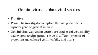 Gemini virus as plant viral vectors
• Primitive
• Permit the investigator to replace the coat protein with
reporter gene or gene of interest
• Gemini virus expression vectors are used to deliver, amplify
and express foreign genes in several different systems of
protoplast and cultured cells, leaf disc and plants
 