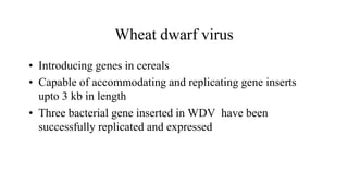 Wheat dwarf virus
• Introducing genes in cereals
• Capable of accommodating and replicating gene inserts
upto 3 kb in length
• Three bacterial gene inserted in WDV have been
successfully replicated and expressed
 