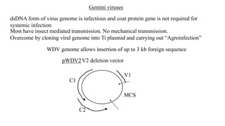 Gemini viruses
Most have insect mediated transmission. No mechanical transmission.
Overcome by cloning viral genome into Ti plasmid and carrying out “Agroinfection”
WDV genome allows insertion of up to 3 kb foreign sequence
pWDV2V2 deletion vector
MCS
C1
C2
V1
dsDNA form of virus genome is infectious and coat protein gene is not required for
systemic infection
 