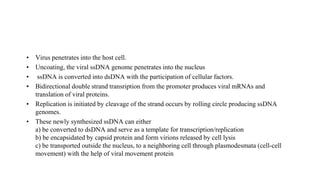 • Virus penetrates into the host cell.
• Uncoating, the viral ssDNA genome penetrates into the nucleus
• ssDNA is converted into dsDNA with the participation of cellular factors.
• Bidirectional double strand transription from the promoter produces viral mRNAs and
translation of viral proteins.
• Replication is initiated by cleavage of the strand occurs by rolling circle producing ssDNA
genomes.
• These newly synthesized ssDNA can either
a) be converted to dsDNA and serve as a template for transcription/replication
b) be encapsidated by capsid protein and form virions released by cell lysis
c) be transported outside the nucleus, to a neighboring cell through plasmodesmata (cell-cell
movement) with the help of viral movement protein
 