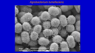 Agrobacterium tumefaciens
 