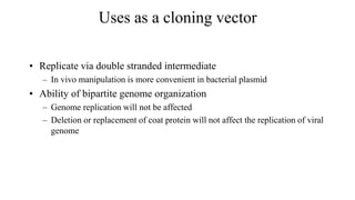 Uses as a cloning vector
• Replicate via double stranded intermediate
– In vivo manipulation is more convenient in bacterial plasmid
• Ability of bipartite genome organization
– Genome replication will not be affected
– Deletion or replacement of coat protein will not affect the replication of viral
genome
 