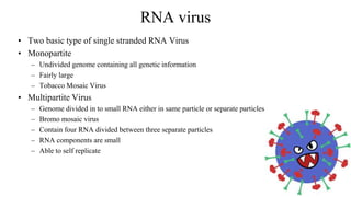 RNA virus
• Two basic type of single stranded RNA Virus
• Monopartite
– Undivided genome containing all genetic information
– Fairly large
– Tobacco Mosaic Virus
• Multipartite Virus
– Genome divided in to small RNA either in same particle or separate particles
– Bromo mosaic virus
– Contain four RNA divided between three separate particles
– RNA components are small
– Able to self replicate
 