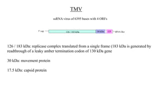 TMV
ssRNA virus of 6395 bases with 4 ORFs
126 / 183 kDa 30 kDa CP
126 / 183 kDa: replicase complex translated from a single frame (183 kDa is generated by
readthrough of a leaky amber termination codon of 130 kDa gene
30 kDa: movement protein
17.5 kDa: capsid protein
tRNA like
5’ cap
 